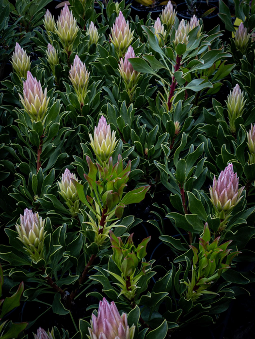 Proteas