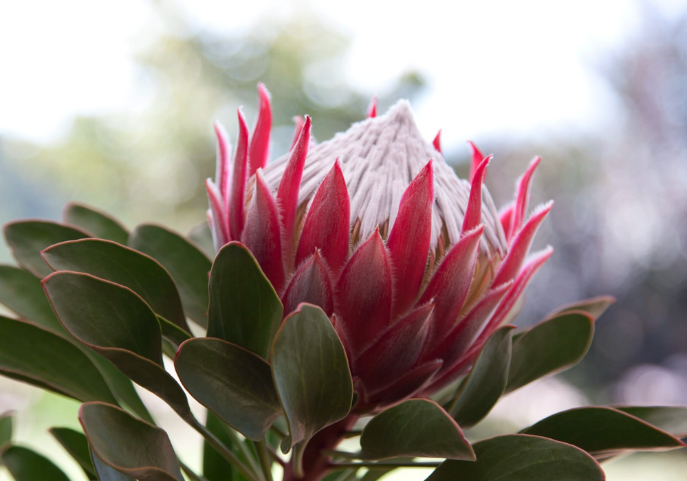Proteas