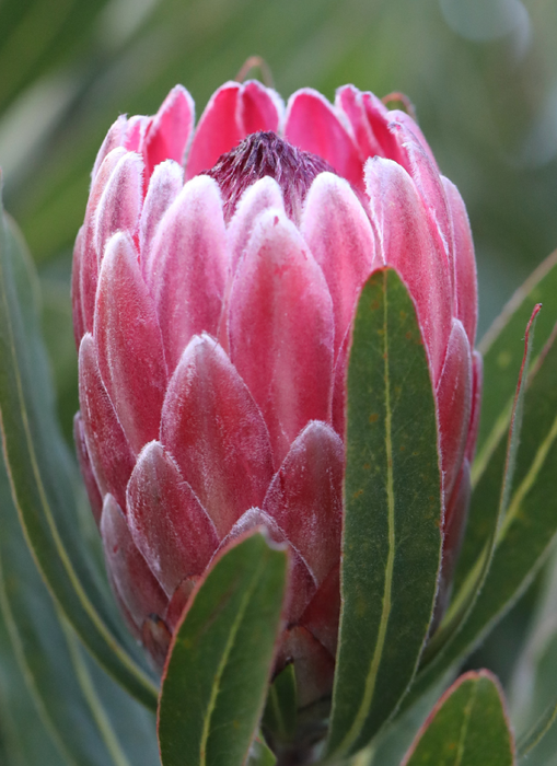 Proteas