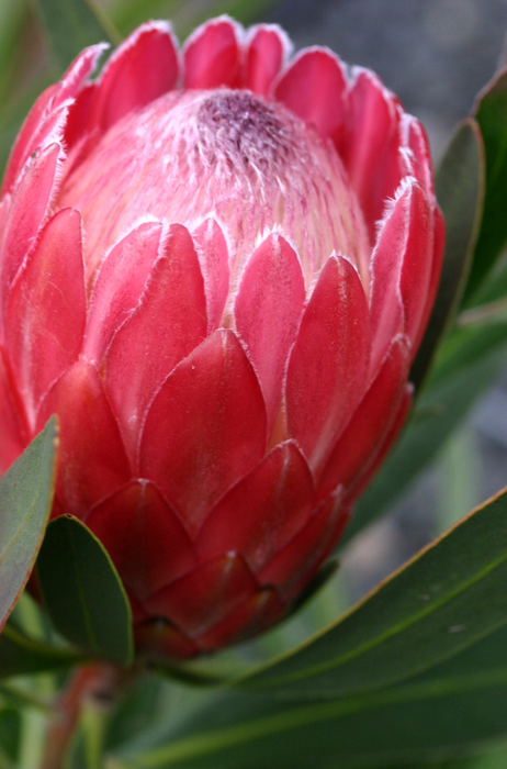 Proteas