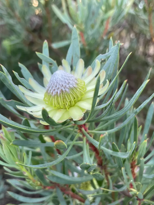Proteas