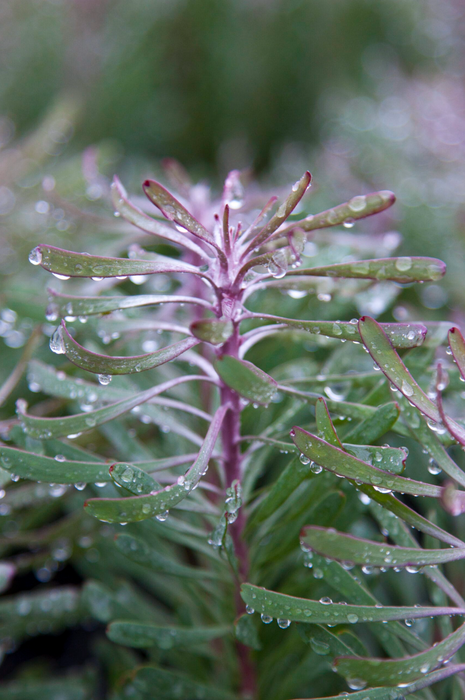 Leucadendron