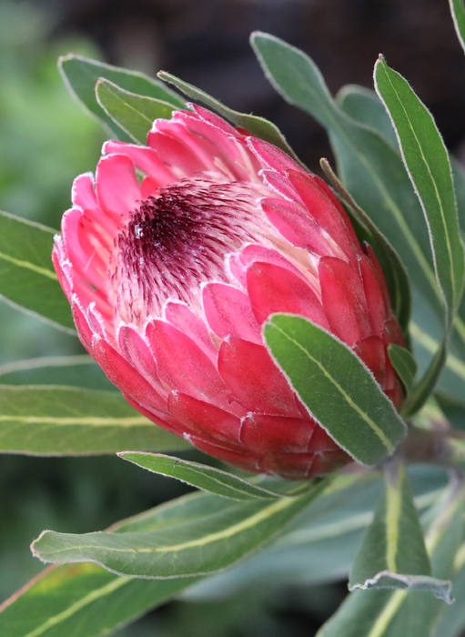 Proteas