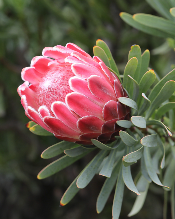 Proteas