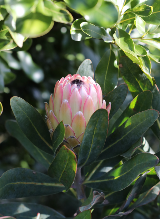 Proteas