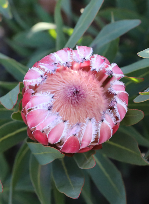 Proteas
