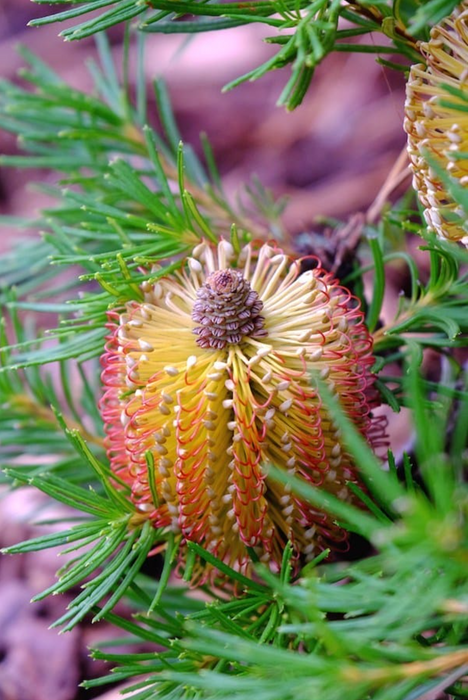 Banksia