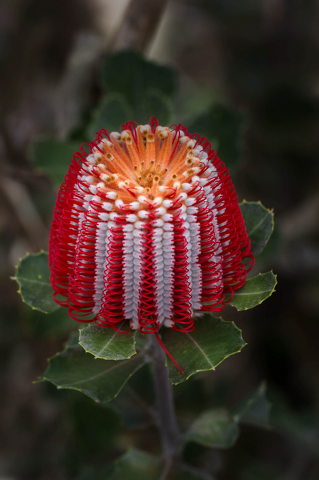 Banksia