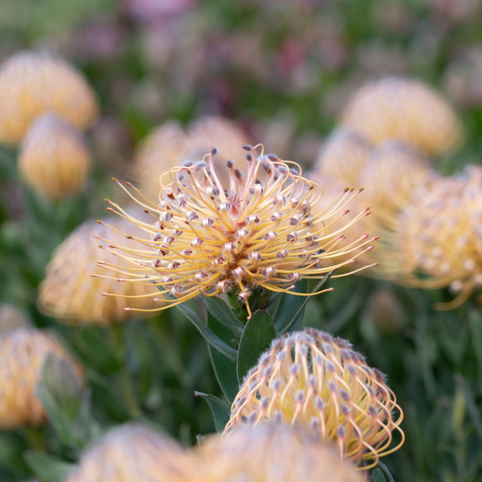 Leucospermum