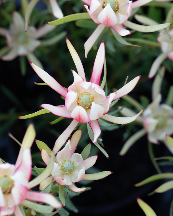 Leucadendron
