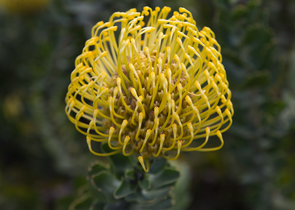Leucospermum