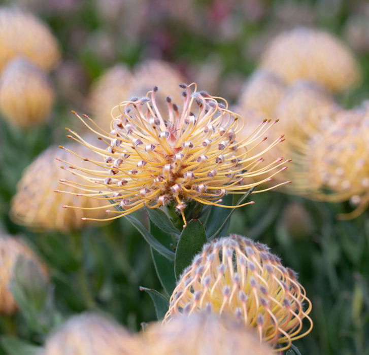 Leucospermum
