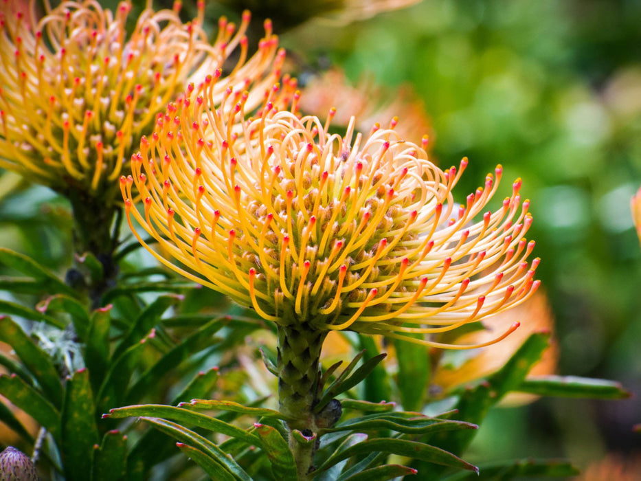 Leucospermum