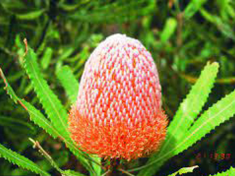 Banksia