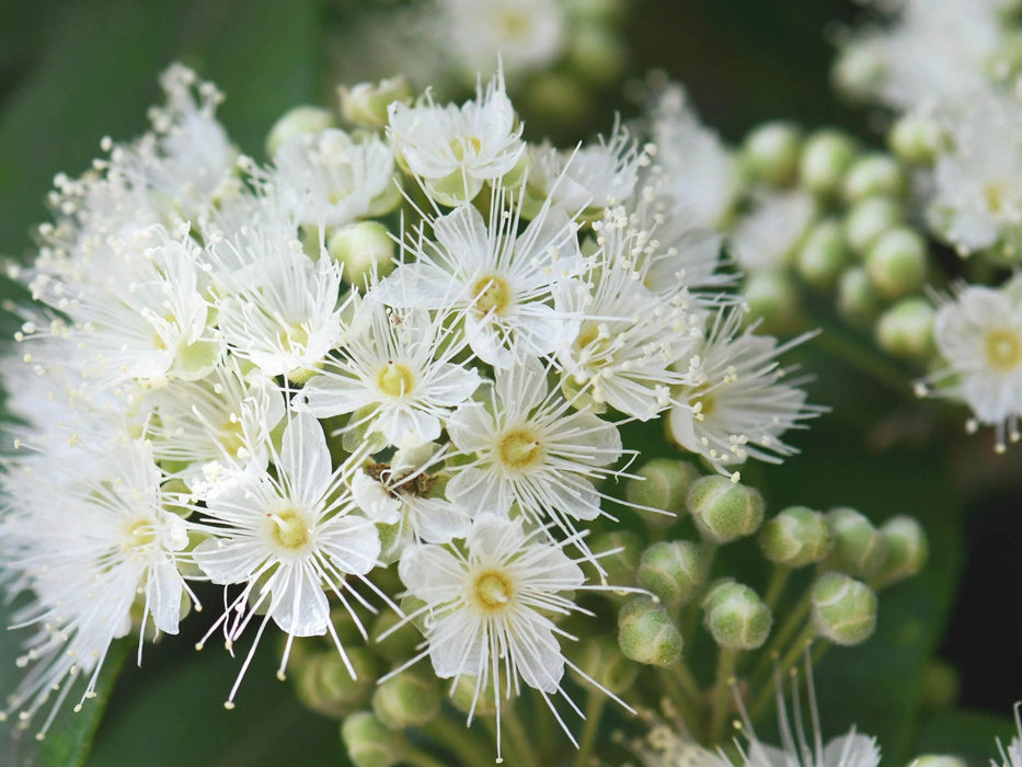 Lemon Myrtle