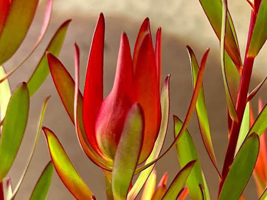 Leucadendron