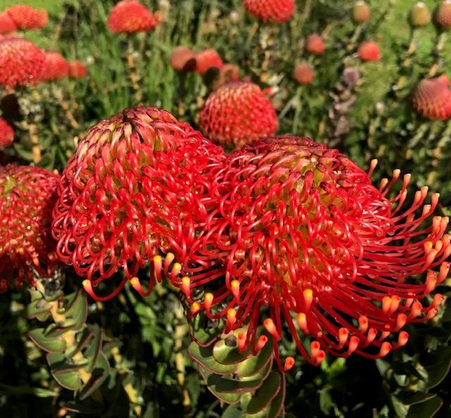 Leucospermum